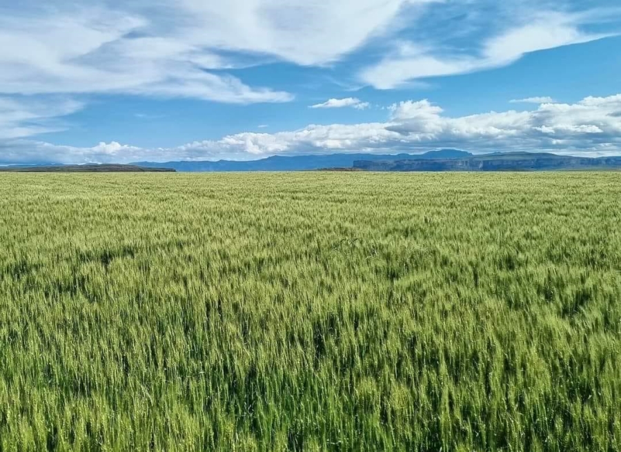 Commercial Property for Sale in Kestell Rural Free State